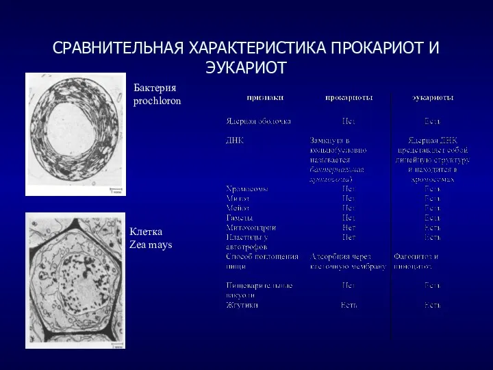 СРАВНИТЕЛЬНАЯ ХАРАКТЕРИСТИКА ПРОКАРИОТ И ЭУКАРИОТ Бактерия prochloron Клетка Zea mays