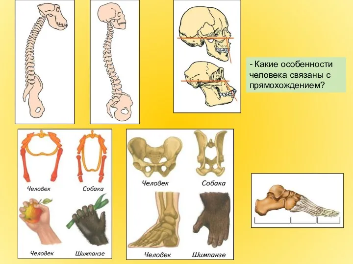 - Какие особенности человека связаны с прямохождением?