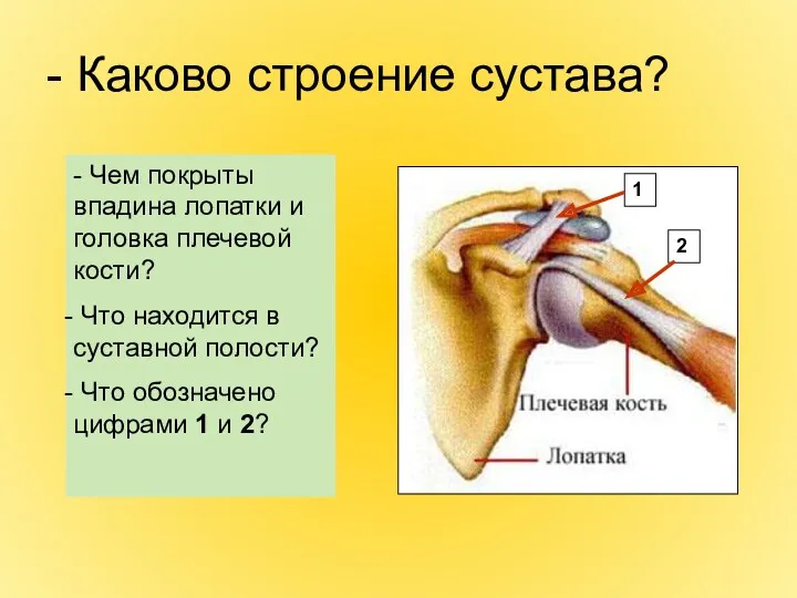 - Каково строение сустава? - Чем покрыты впадина лопатки и