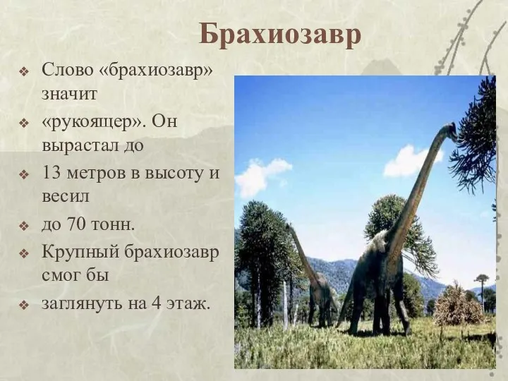 Брахиозавр Слово «брахиозавр» значит «рукоящер». Он вырастал до 13 метров