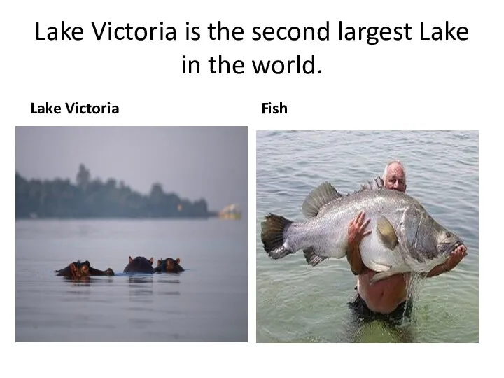 Lake Victoria is the second largest Lake in the world. Lake Victoria Fish