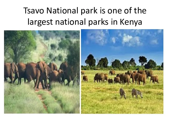 Tsavo National park is one of the largest national parks in Kenya