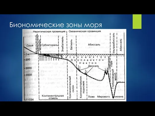 Биономические зоны моря