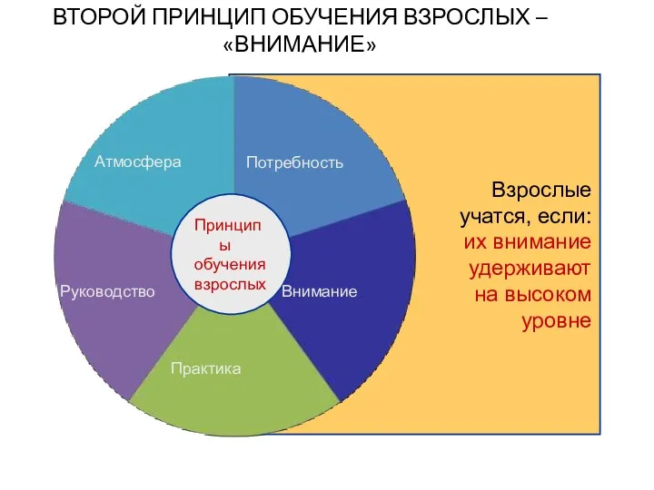 Принципы обучения взрослых Потребность Внимание Практика Атмосфера ВТОРОЙ ПРИНЦИП ОБУЧЕНИЯ ВЗРОСЛЫХ – «ВНИМАНИЕ» Руководство