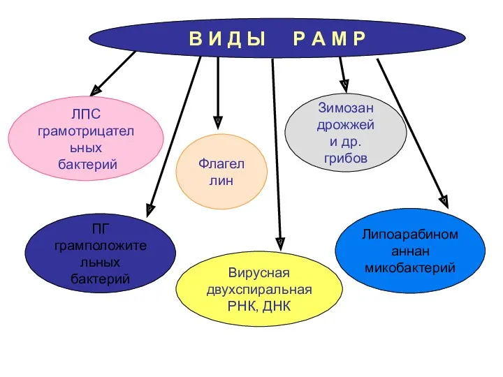 ЛПС грамотрицательных бактерий ПГ грамположительных бактерий Флагеллин Вирусная двухспиральная РНК,