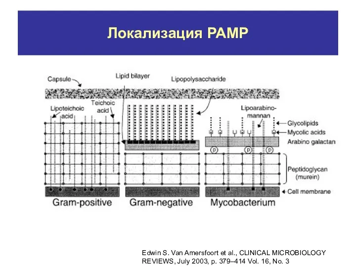 Локализация РАМР Edwin S. Van Amersfoort et al., CLINICAL MICROBIOLOGY