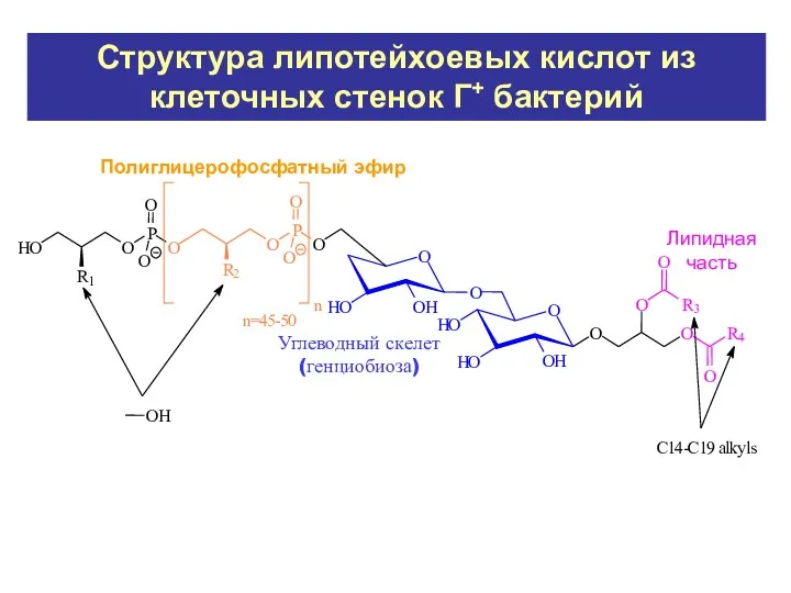 Углеводный скелет (генциобиоза) Липидная часть Полиглицерофосфатный эфир Структура липотейхоевых кислот