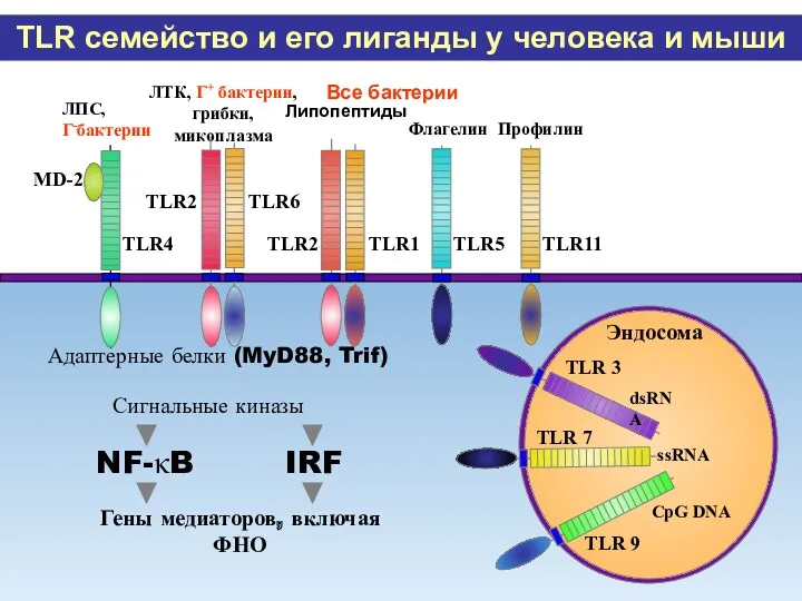 TLR4 ЛПС, Г-бактерии MD-2 TLR семейство и его лиганды у