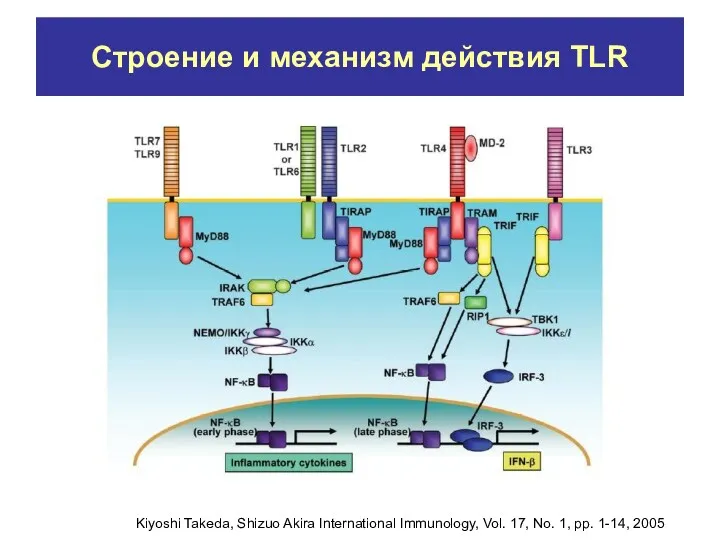 Строение и механизм действия TLR Kiyoshi Takeda, Shizuo Akira International