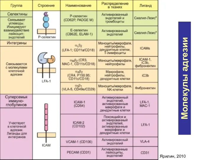 Молекулы адгезии Ярилин, 2010