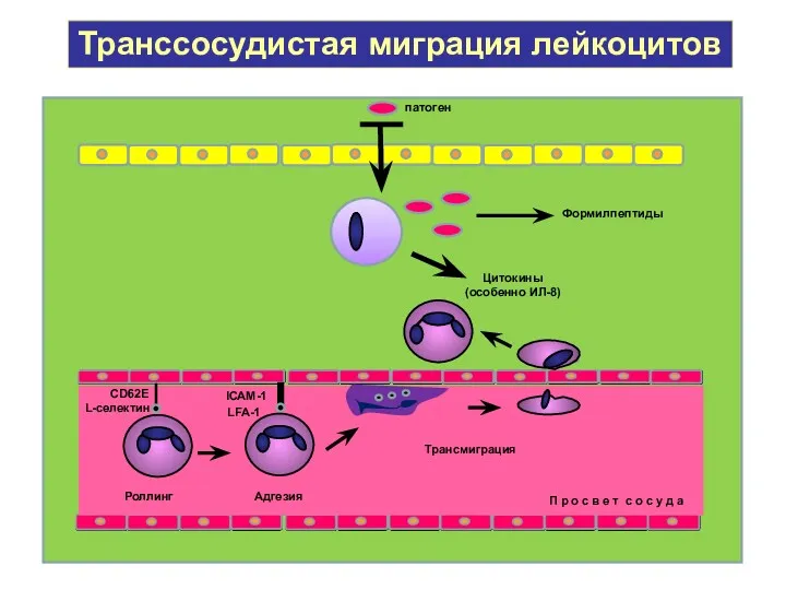 Транссосудистая миграция лейкоцитов патоген Цитокины (особенно ИЛ-8) Формилпептиды П р