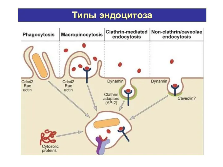 Типы эндоцитоза