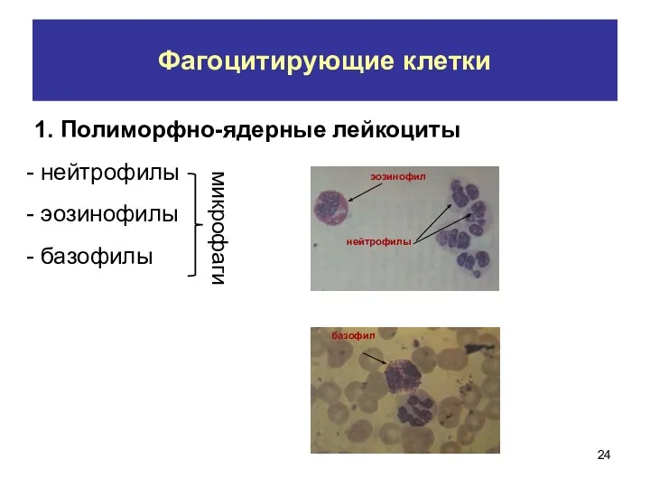 Фагоцитирующие клетки 1. Полиморфно-ядерные лейкоциты нейтрофилы эозинофилы базофилы микрофаги