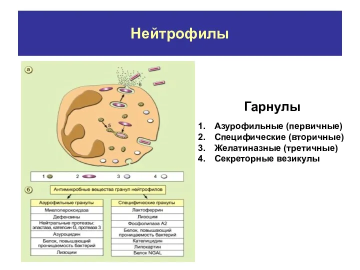 Нейтрофилы Азурофильные (первичные) Специфические (вторичные) Желатиназные (третичные) Секреторные везикулы Гарнулы