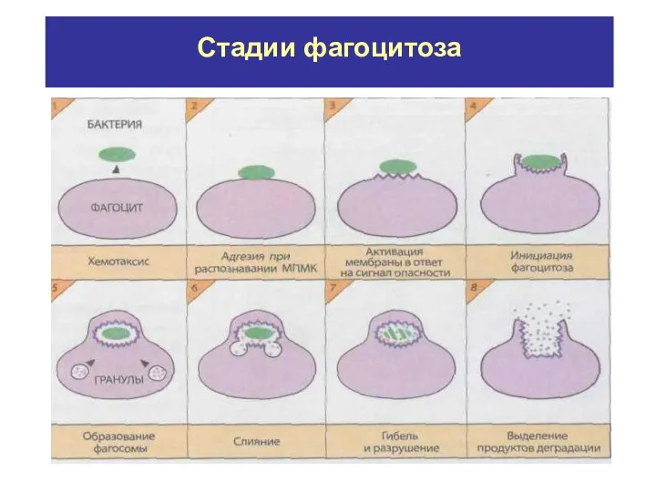 Стадии фагоцитоза