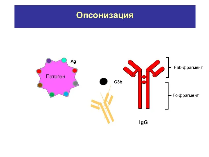 Опсонизация Fab-фрагмент Fс-фрагмент IgG C3b