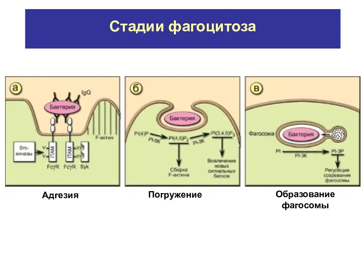 Стадии фагоцитоза Адгезия Погружение Образование фагосомы