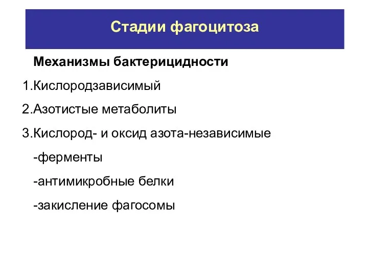 Стадии фагоцитоза Механизмы бактерицидности Кислородзависимый Азотистые метаболиты Кислород- и оксид азота-независимые -ферменты -антимикробные белки -закисление фагосомы