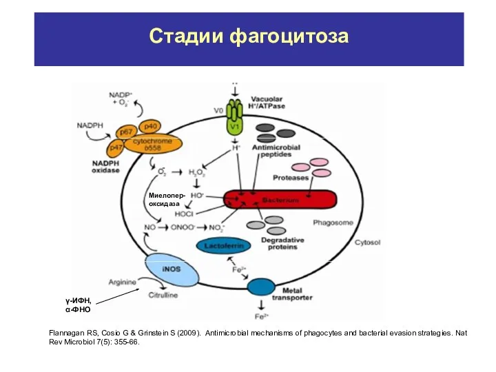 Стадии фагоцитоза Flannagan RS, Cosio G & Grinstein S (2009).