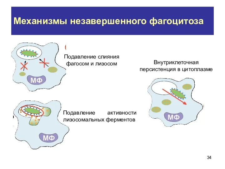 Механизмы незавершенного фагоцитоза Подавление слияния фагосом и лизосом Внутриклеточная персистенция в цитоплазме Подавление активности лизосомальных ферментов