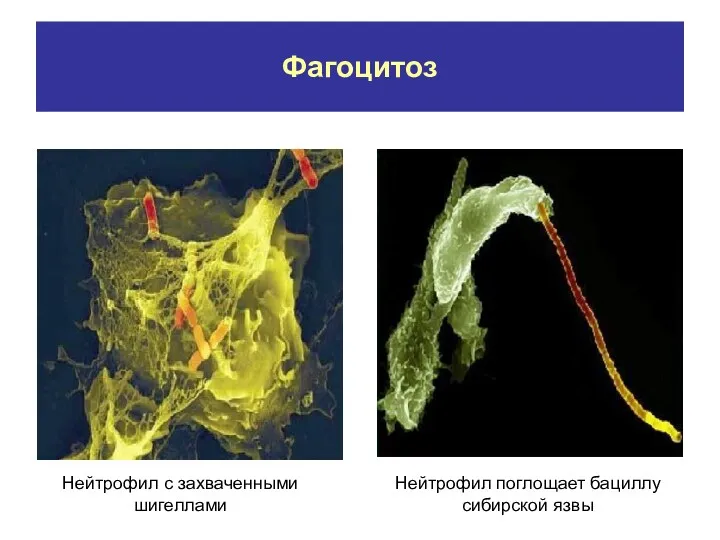 Фагоцитоз Нейтрофил с захваченными шигеллами Нейтрофил поглощает бациллу сибирской язвы