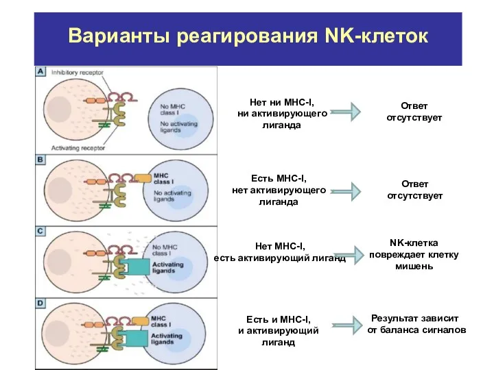 Варианты реагирования NK-клеток Нет ни МНС-I, ни активирующего лиганда Есть