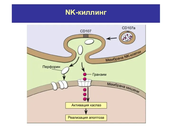 NK-киллинг