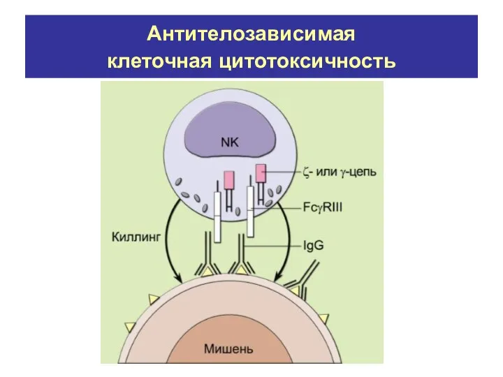 Антителозависимая клеточная цитотоксичность