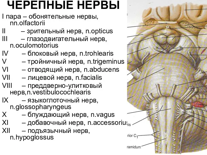 ЧЕРЕПНЫЕ НЕРВЫ I пара – обонятельные нервы, nn.olfactorii II –