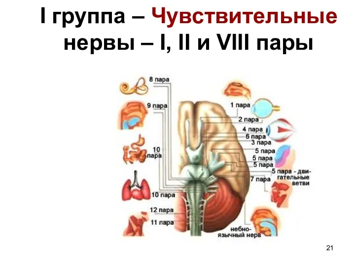 I группа – Чувствительные нервы – I, II и VIII пары