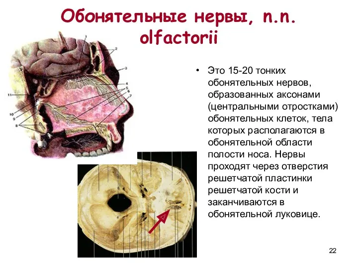 Обонятельные нервы, n.n. olfactorii Это 15-20 тонких обонятельных нервов, образованных