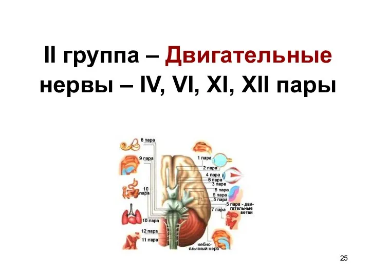 II группа – Двигательные нервы – IV, VI, XI, XII пары