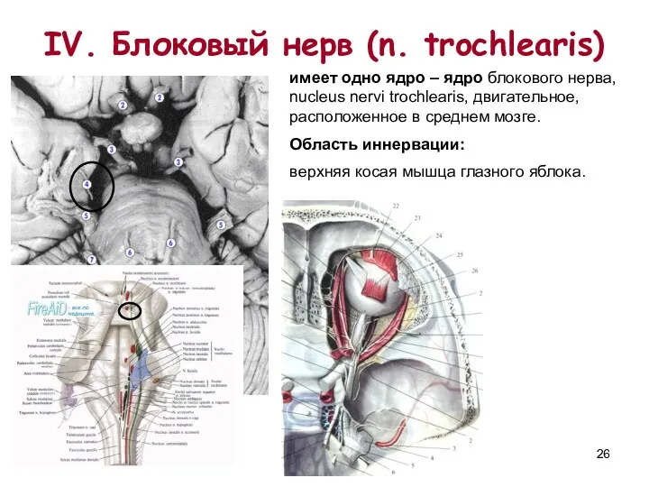 IV. Блоковый нерв (n. trochlearis) имеет одно ядро – ядро