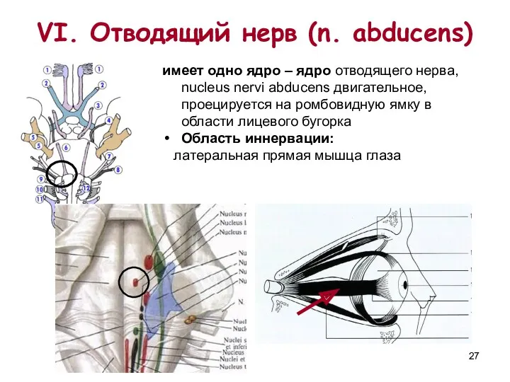 VI. Отводящий нерв (n. аbducens) имеет одно ядро – ядро