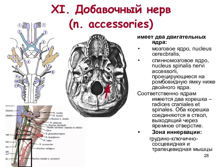 XI. Добавочный нерв (n. accessories) имеет два двигательных ядра: мозговое