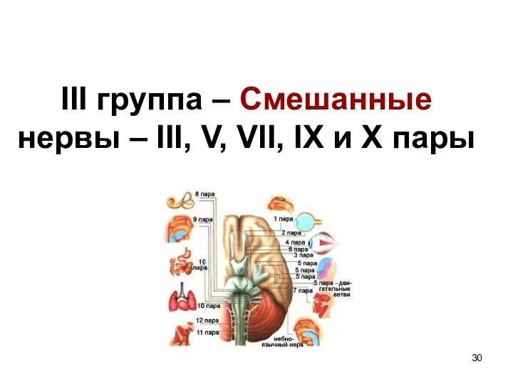 III группа – Смешанные нервы – III, V, VII, IX и X пары