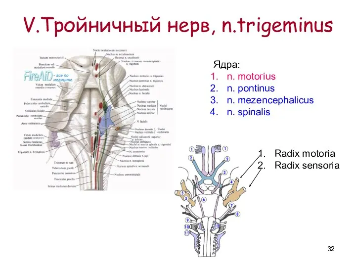 V.Тройничный нерв, n.trigeminus Ядра: n. motoгius n. pontinus n. mezencephalicus n. spinalis Radix motoria Radix sensoria