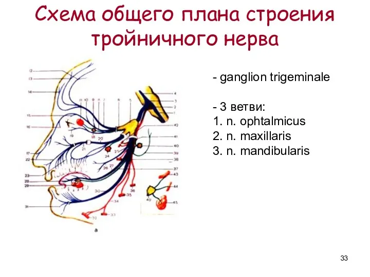 Схема общего плана строения тройничного нерва - ganglion trigeminale -