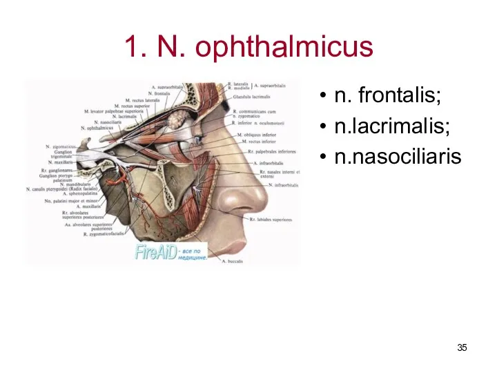 1. N. ophthalmicus n. frontalis; n.lacrimalis; n.nasociliaris