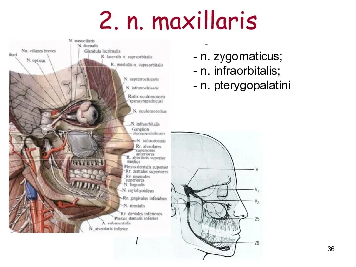 2. n. maxillaris - - n. zygomaticus; - n. infraorbitalis; - n. pterygopalatini