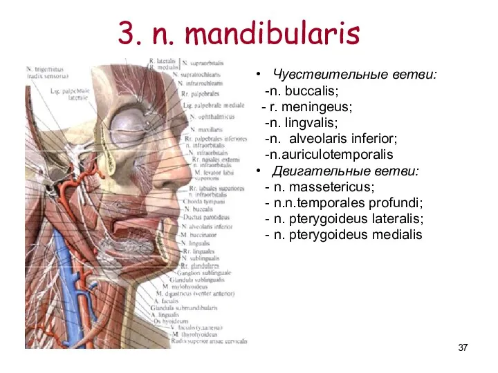 3. n. mаndibularis Чувствительные ветви: -n. buccalis; - r. meningeus;