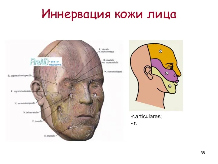 Иннервация кожи лица -r.articulares; - r.