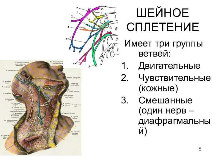 ШЕЙНОЕ СПЛЕТЕНИЕ Имеет три группы ветвей: Двигательные Чувствительные (кожные) Смешанные (один нерв – диафрагмальный)