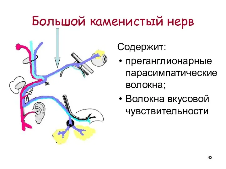 Большой каменистый нерв Содержит: преганглионарные парасимпатические волокна; Волокна вкусовой чувствительности