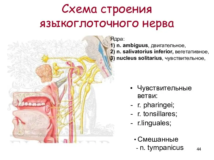 Схема строения языкоглоточного нерва Чувствительные ветви: r. pharingei; r. tonsillares;