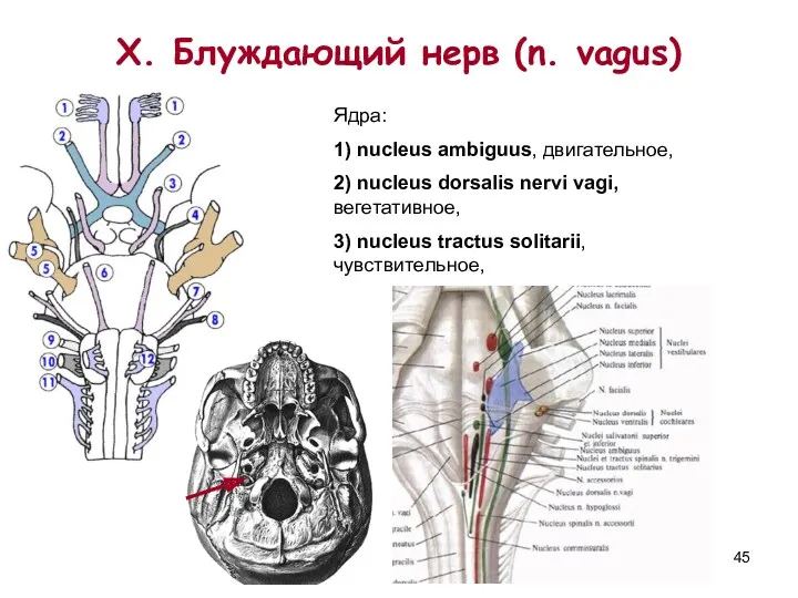 X. Блуждающий нерв (n. vagus) Ядра: 1) nucleus ambiguus, двигательное,