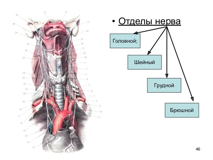 Отделы нерва Головной; Шейный Грудной Брюшной