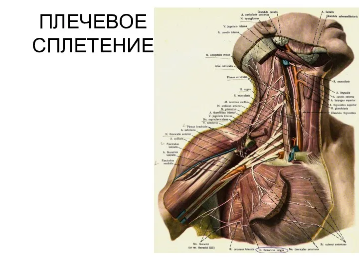 ПЛЕЧЕВОЕ СПЛЕТЕНИЕ