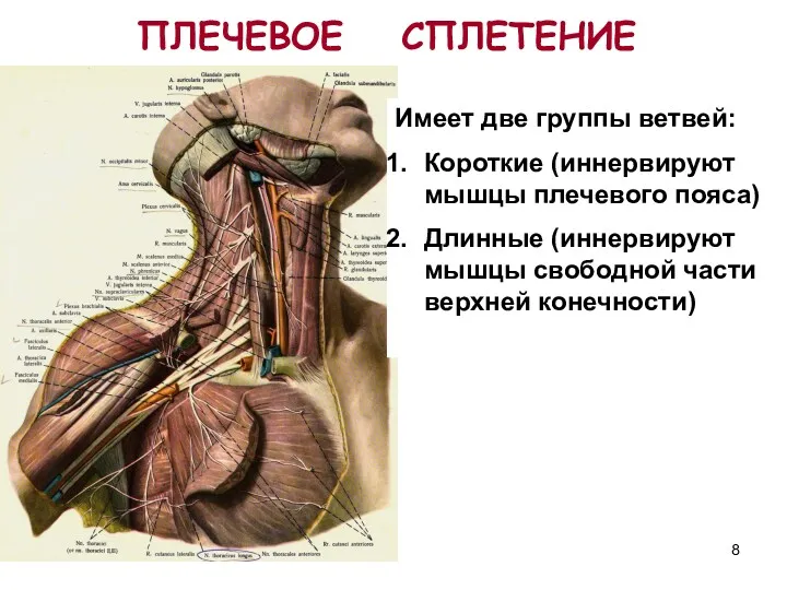 ПЛЕЧЕВОЕ СПЛЕТЕНИЕ Имеет две группы ветвей: Короткие (иннервируют мышцы плечевого