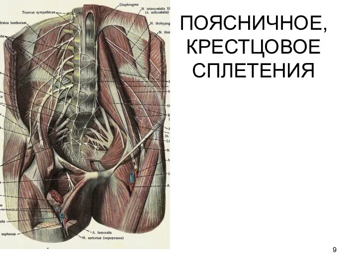 ПОЯСНИЧНОЕ, КРЕСТЦОВОЕ СПЛЕТЕНИЯ